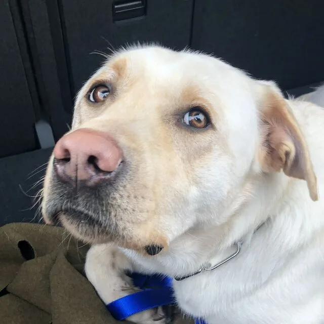 A yellow Labrador looking up from the back of a car.